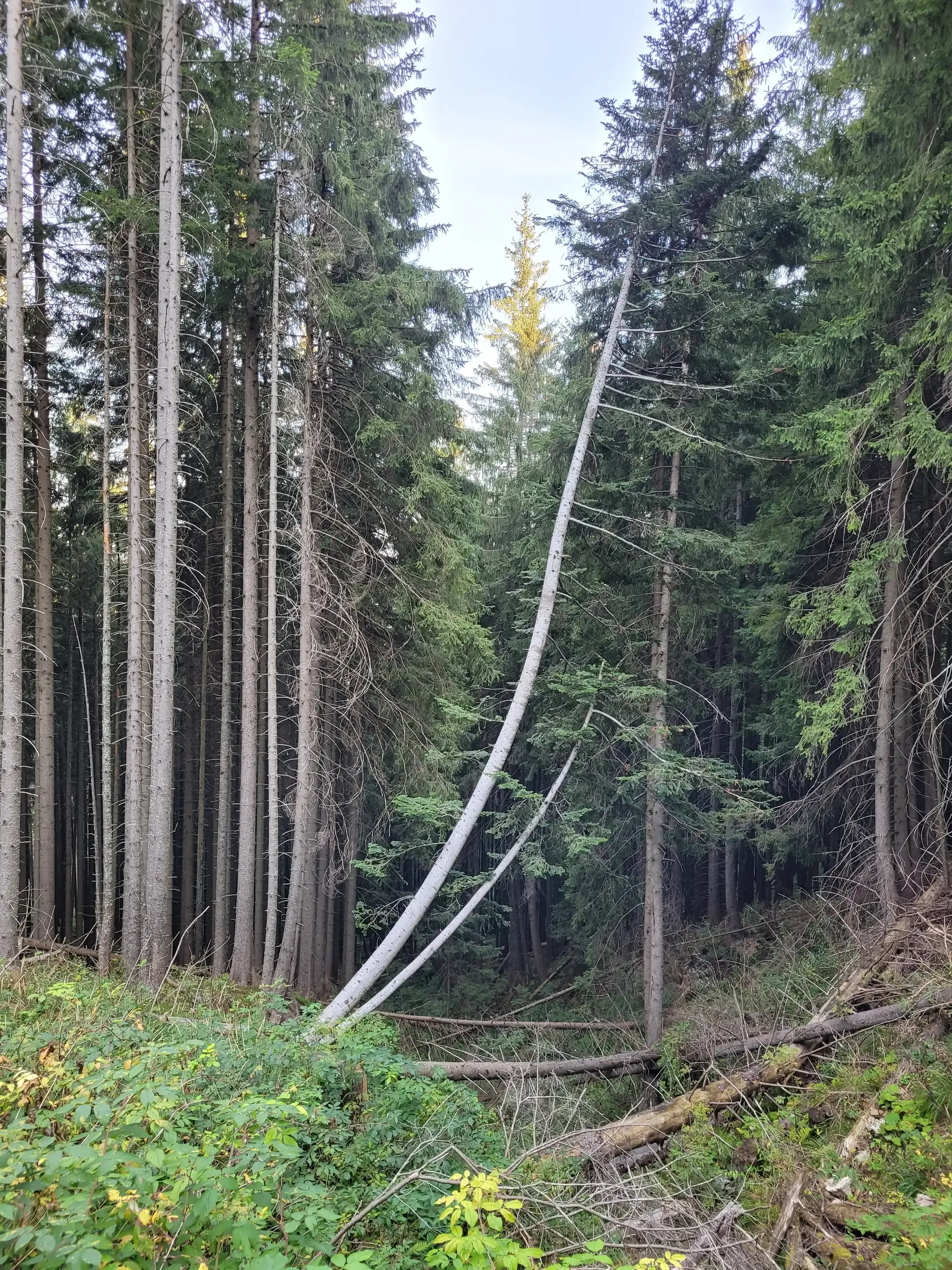 Kasprowy Wierch - Czerwone Wierchy (do Kopy Kondrackiej) - Giewont